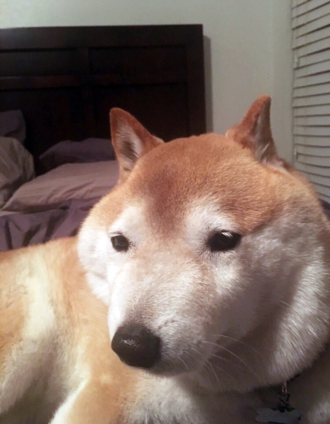 doggg
